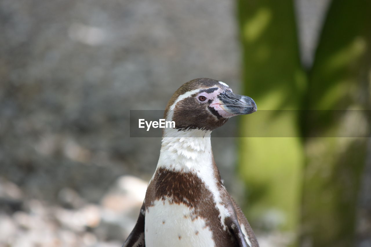 CLOSE-UP OF BIRD ON ROCK