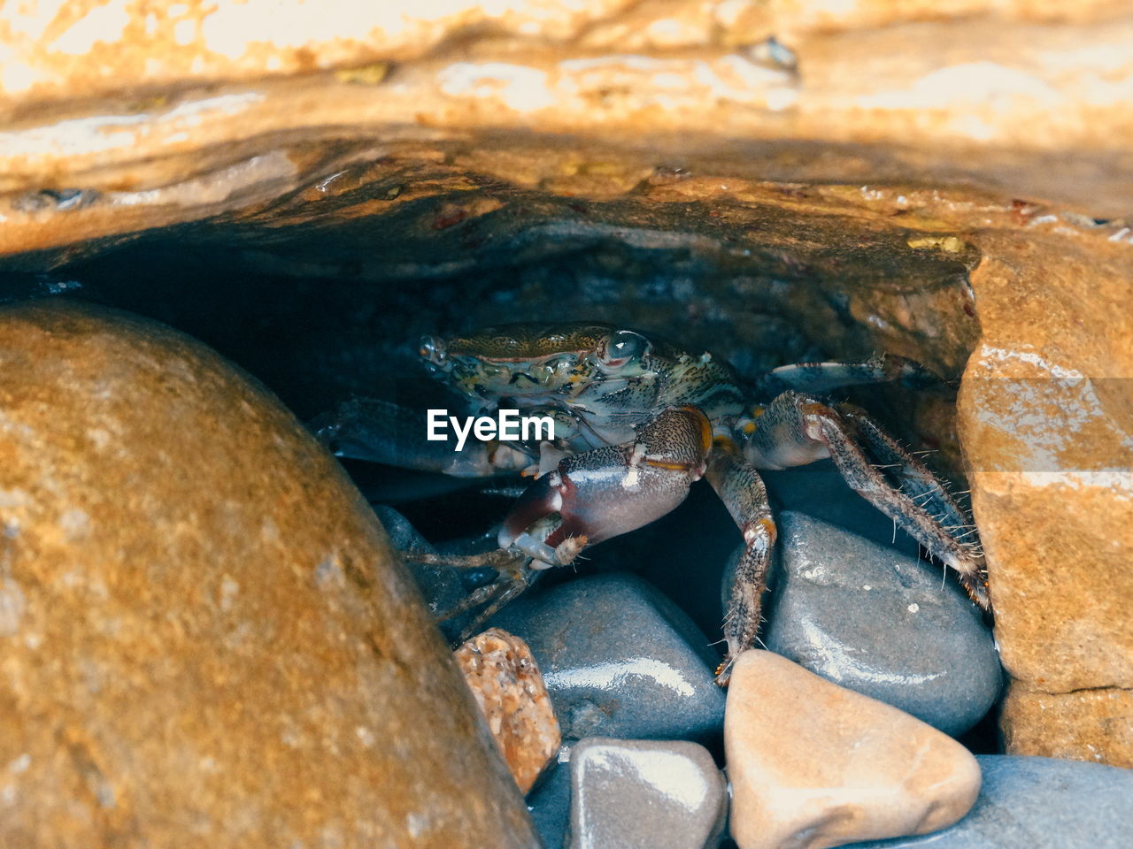 CLOSE-UP OF SNAKE ON ROCK