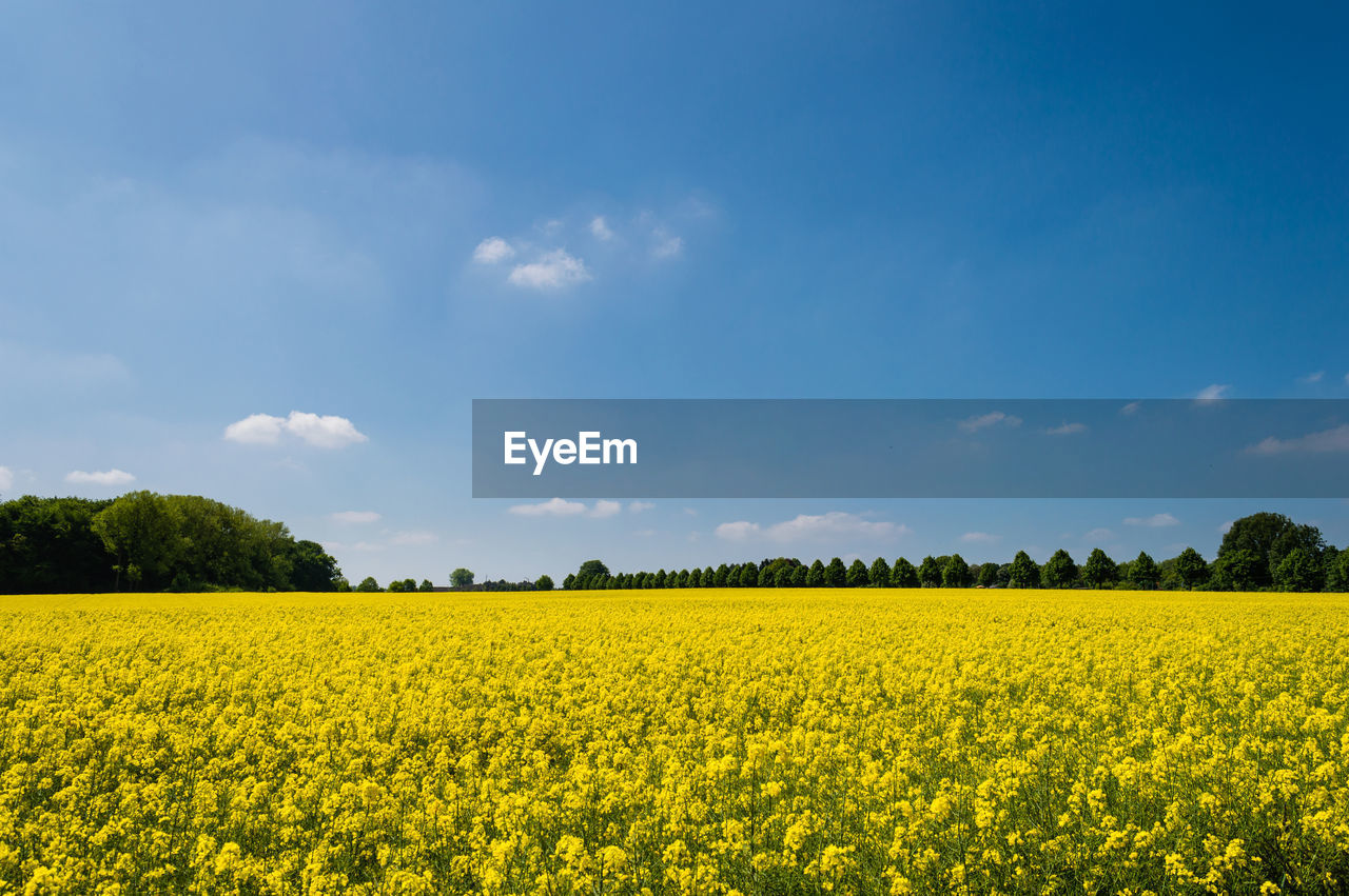 Scenic view of oilseed rape field against sky