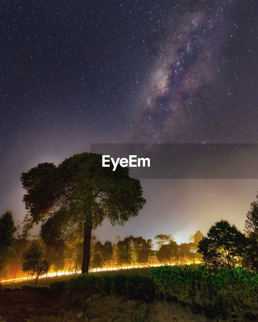 Trees on field against sky at night