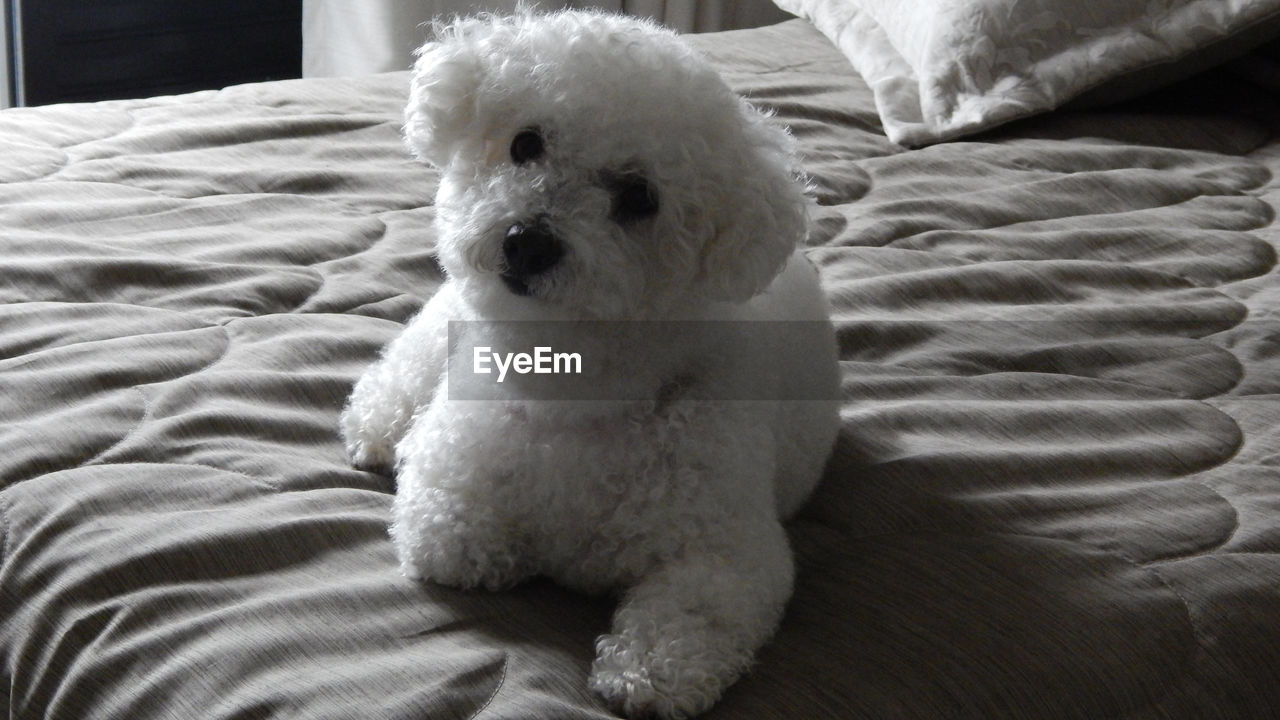 Bichon frise resting on bed at home