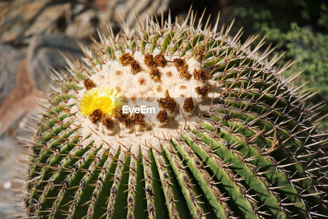 Closeup of a cactus 