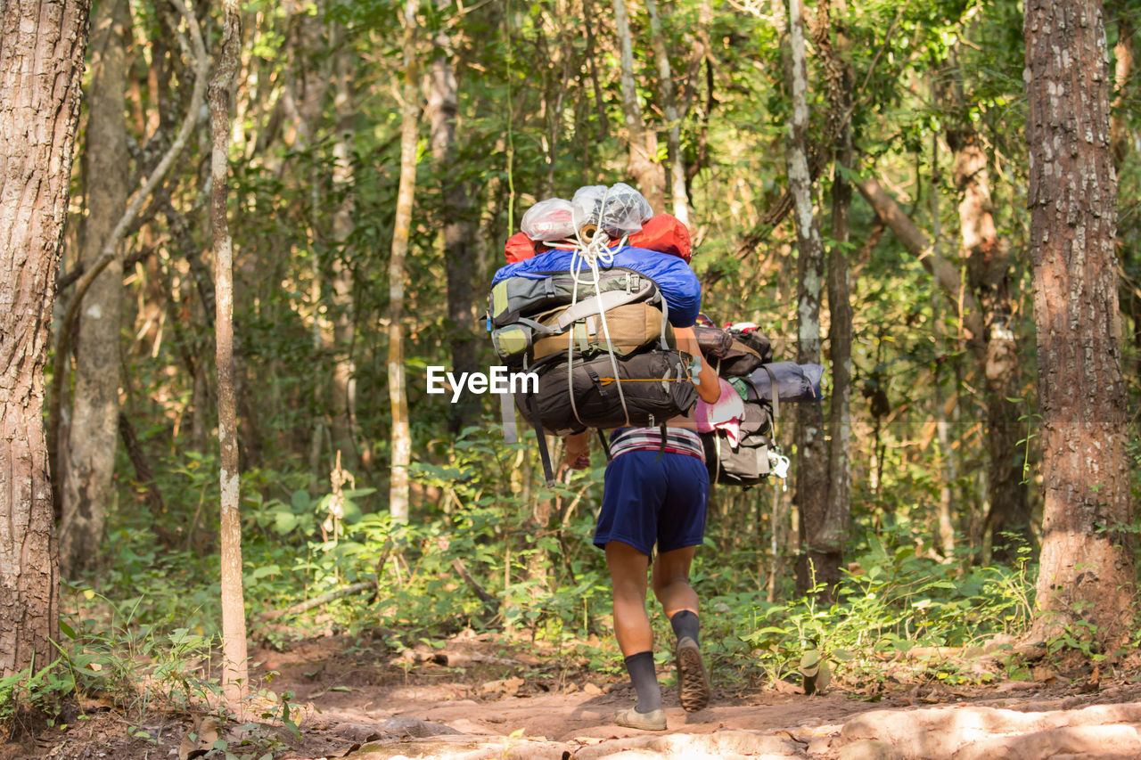 Rear view of hiker carrying luggage in forest