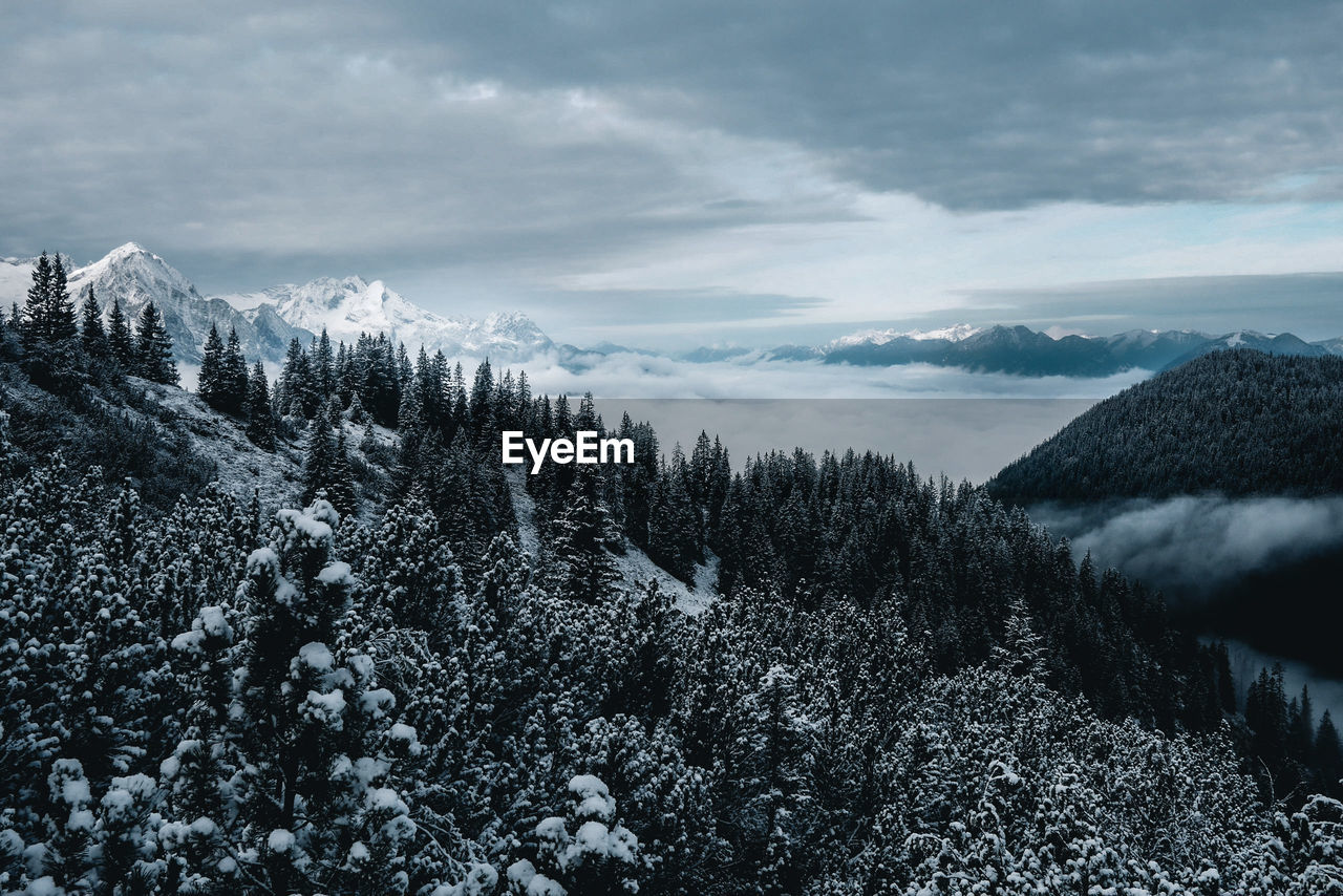 PINE TREES AND SNOWCAPPED MOUNTAINS AGAINST SKY