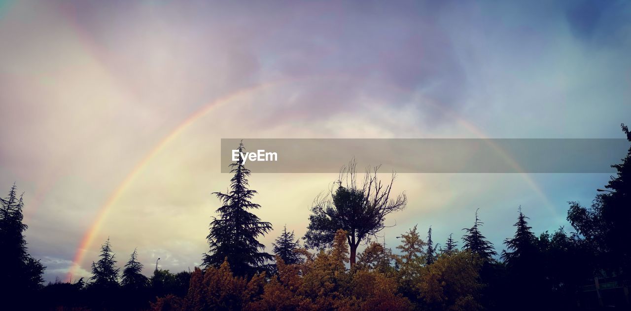 LOW ANGLE VIEW OF RAINBOW OVER TREES