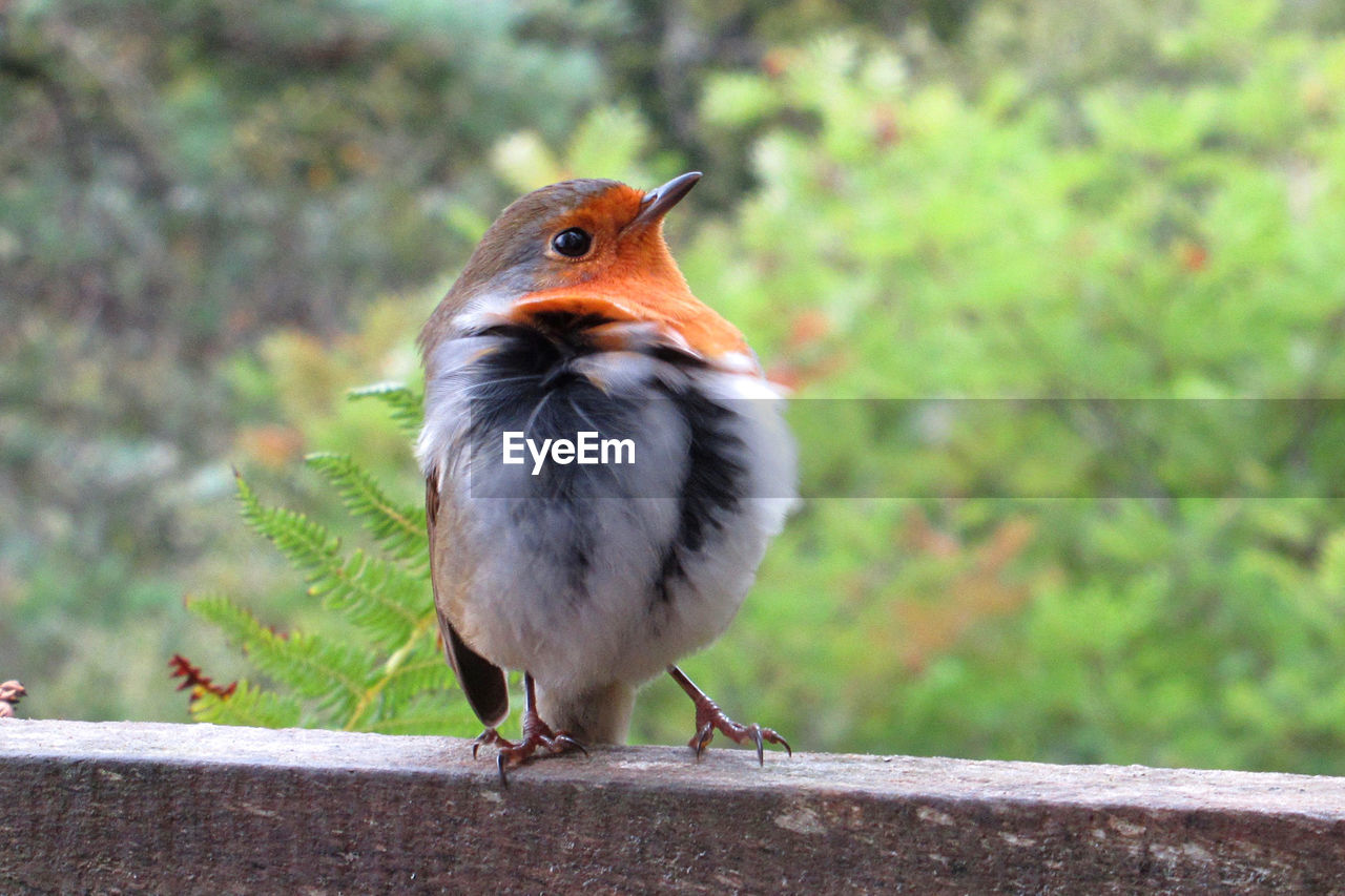 BIRD PERCHING ON RAILING