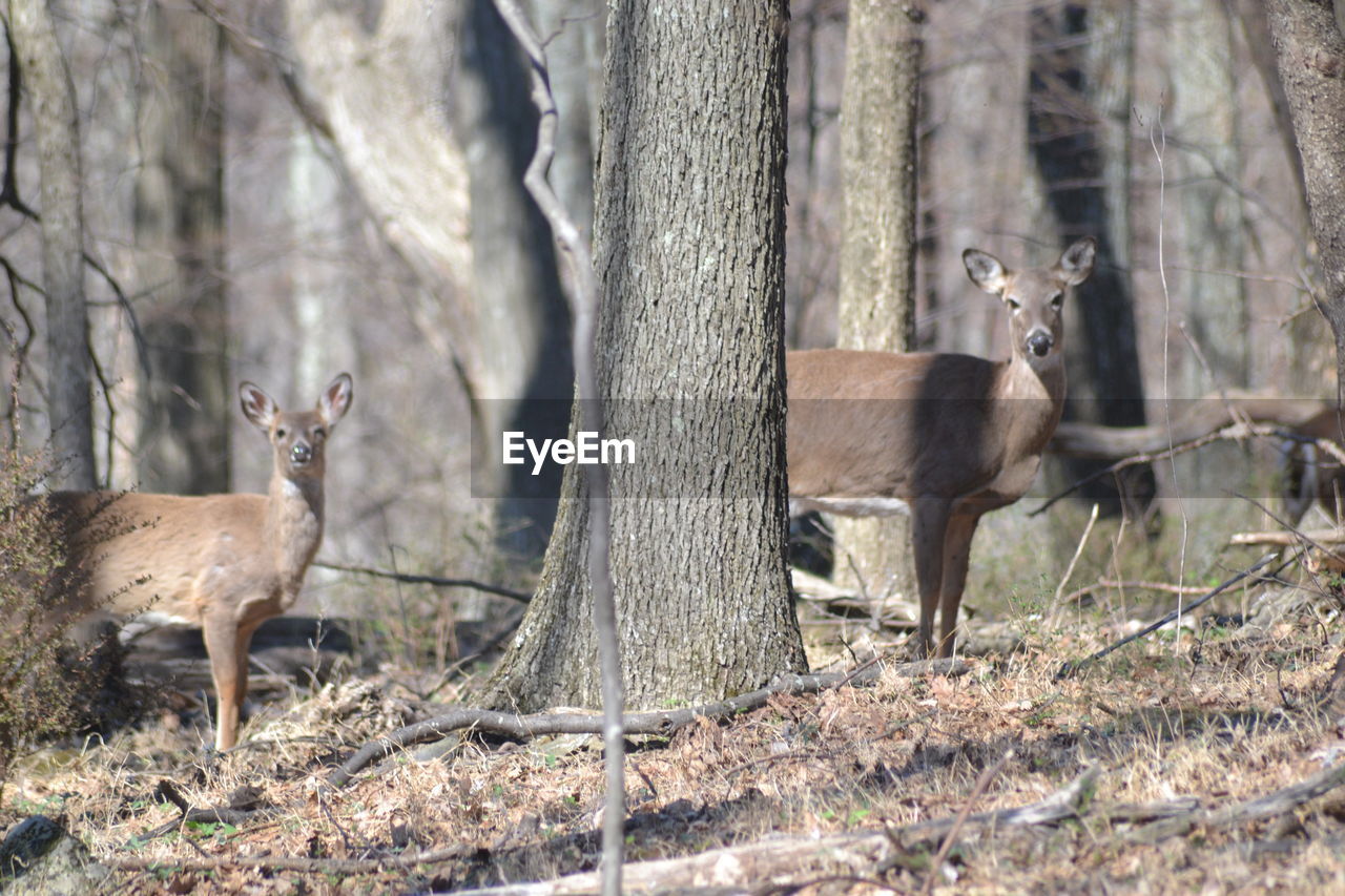 DEER STANDING IN A TREE