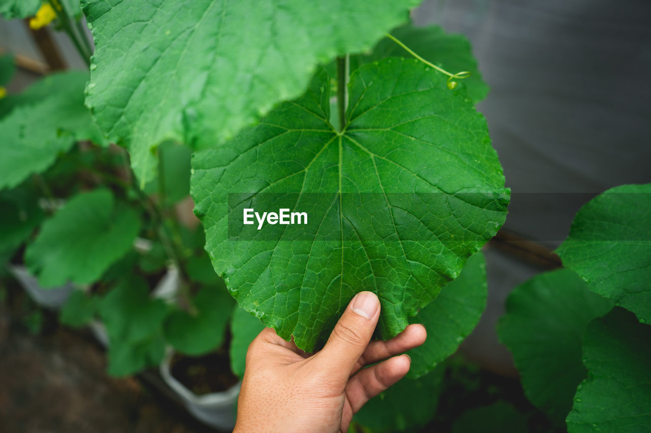 Cropped hand of person holding leaf in greenhouse