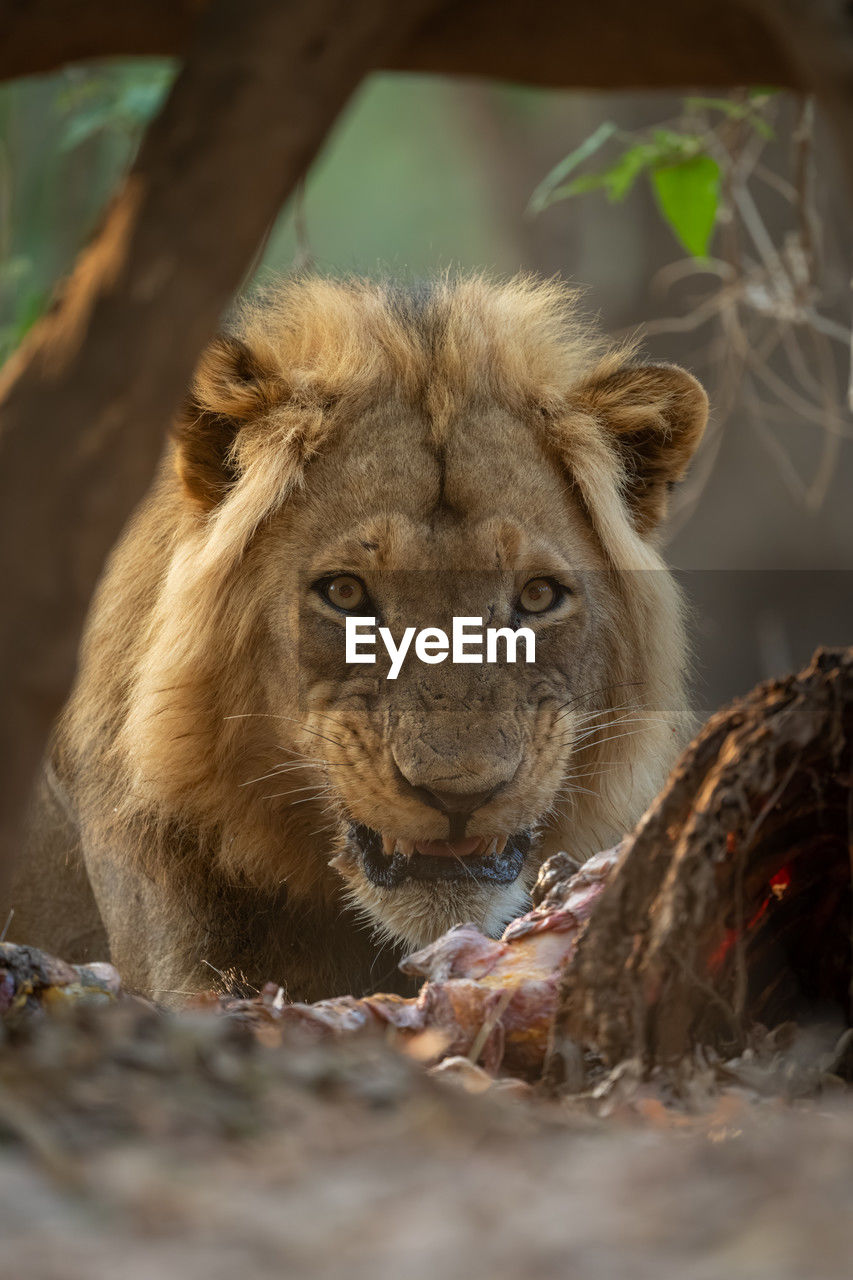 animal, animal themes, animal wildlife, feline, mammal, wildlife, cat, lion - feline, one animal, masai lion, big cat, carnivora, close-up, portrait, no people, felidae, safari, whiskers, zoo, nature, day, relaxation, carnivore, outdoors, tree, selective focus, lioness, lying down, looking at camera