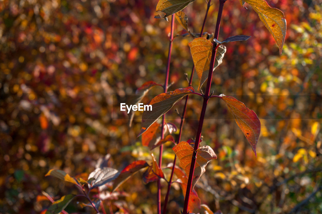 CLOSE-UP OF ORANGE LEAVES HANGING FROM PLANT