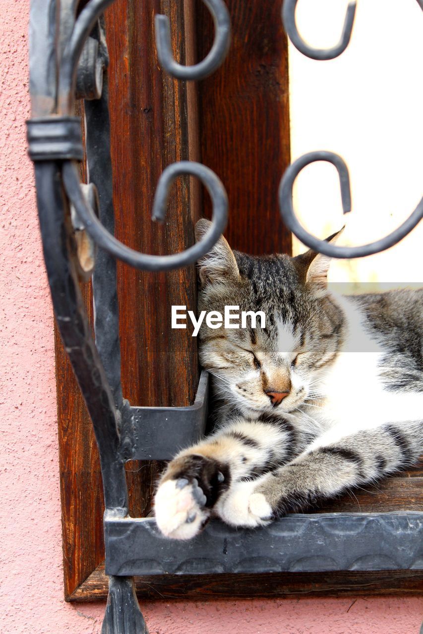 CLOSE-UP OF A CAT RESTING ON A FLOOR