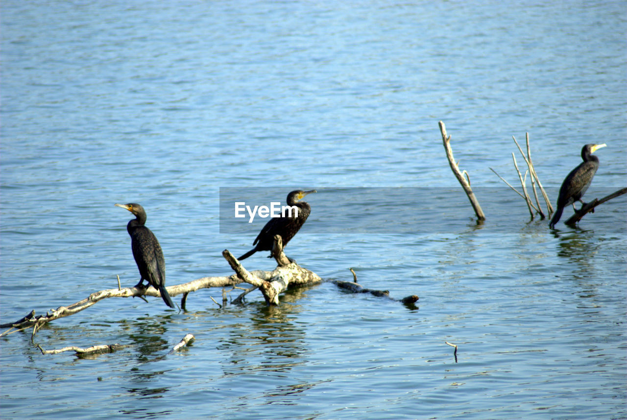 DUCKS PERCHING ON LAKE