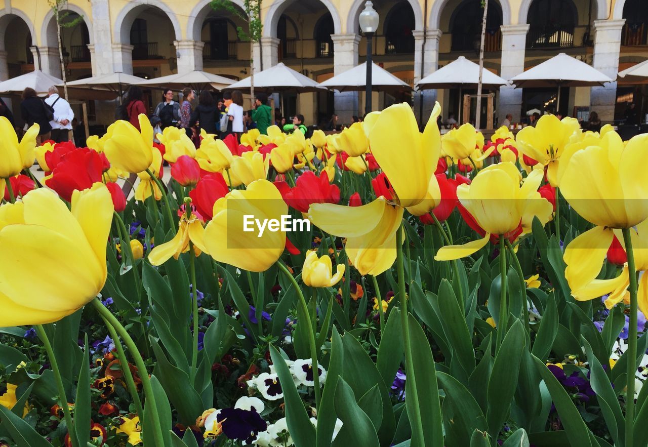 CLOSE-UP OF YELLOW TULIPS WITH FLOWERS