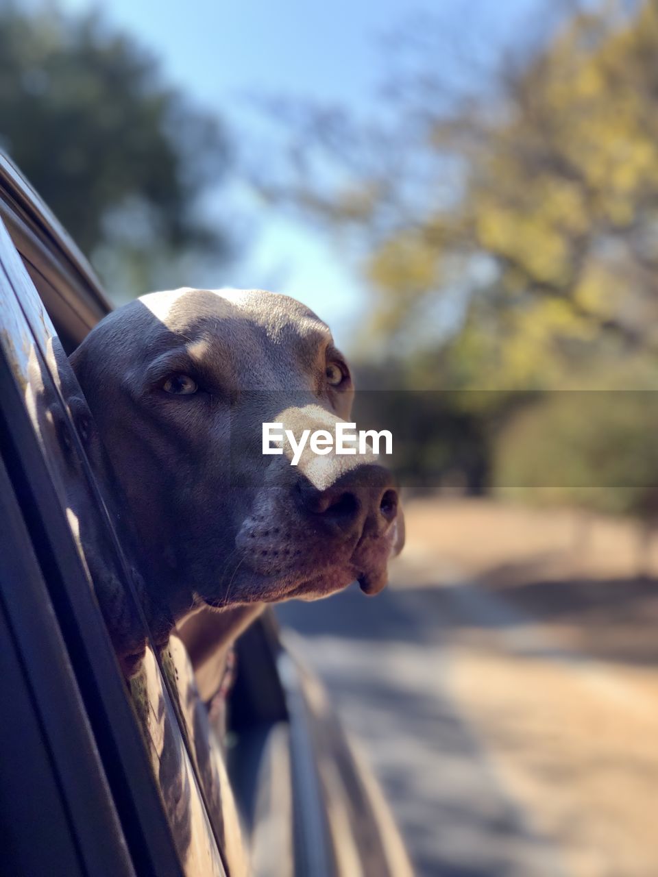 CLOSE-UP OF DOG LOOKING AWAY OUTDOORS