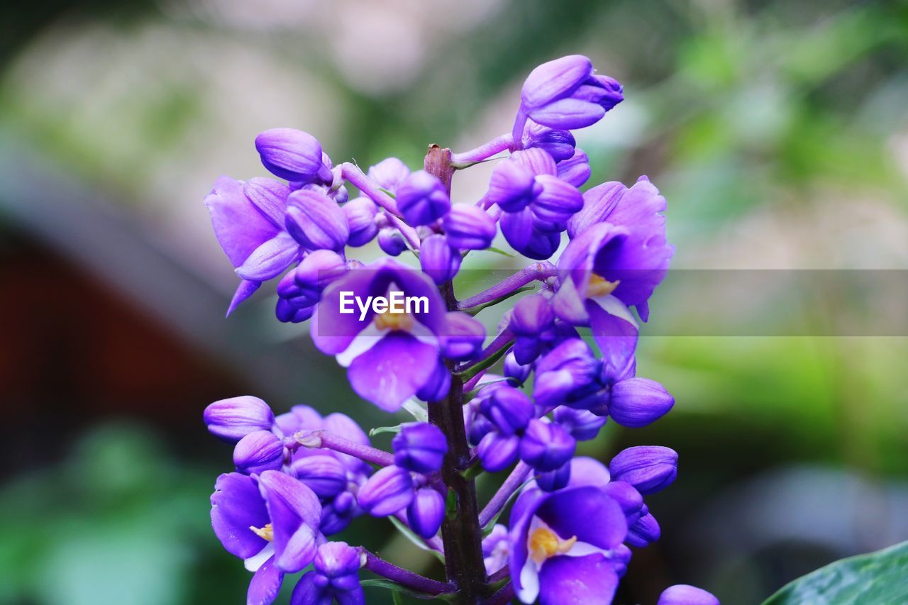 CLOSE-UP OF PURPLE FLOWER
