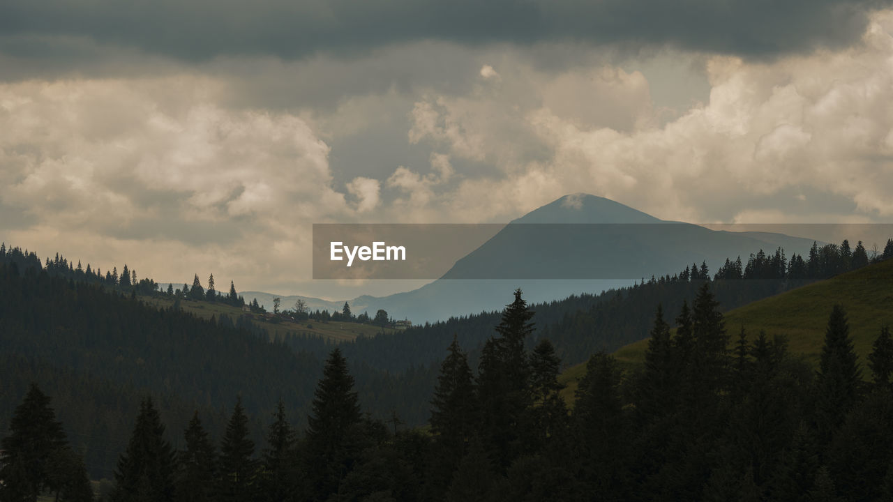 PANORAMIC VIEW OF TREES ON LANDSCAPE AGAINST SKY