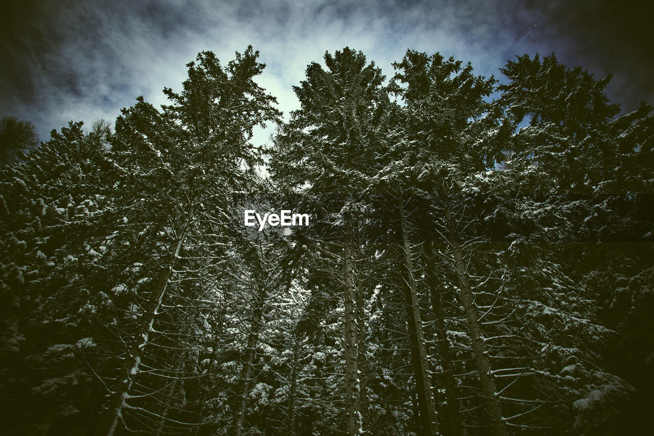 LOW ANGLE VIEW OF TREES IN FOREST AGAINST SKY DURING WINTER