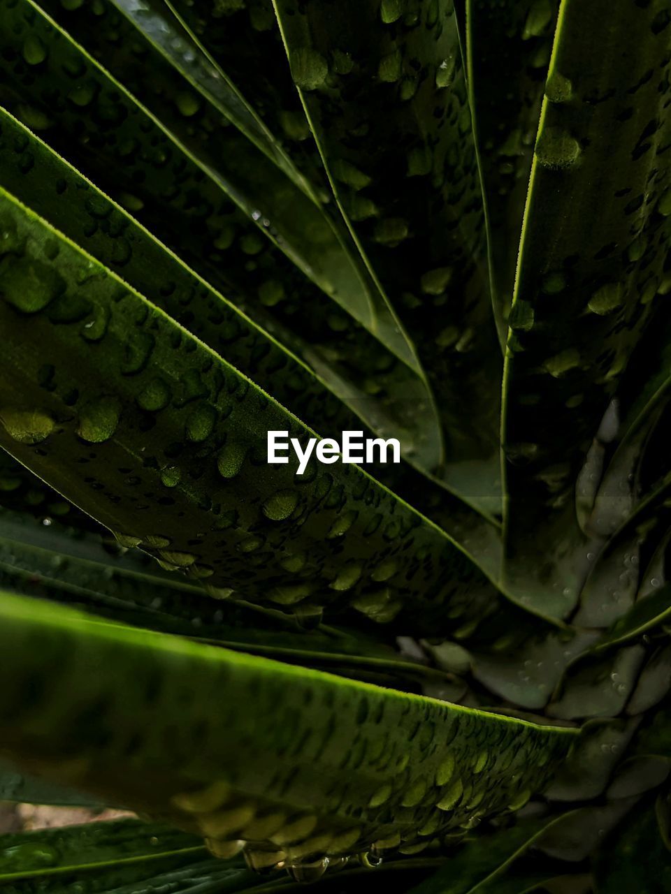 FULL FRAME SHOT OF RAINDROPS ON GREEN LEAVES