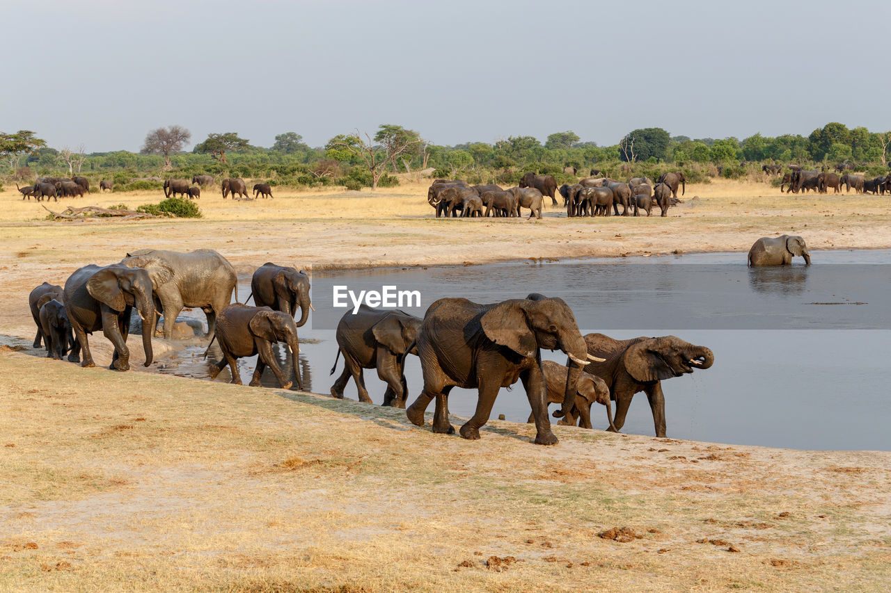 VIEW OF ELEPHANT ON FIELD