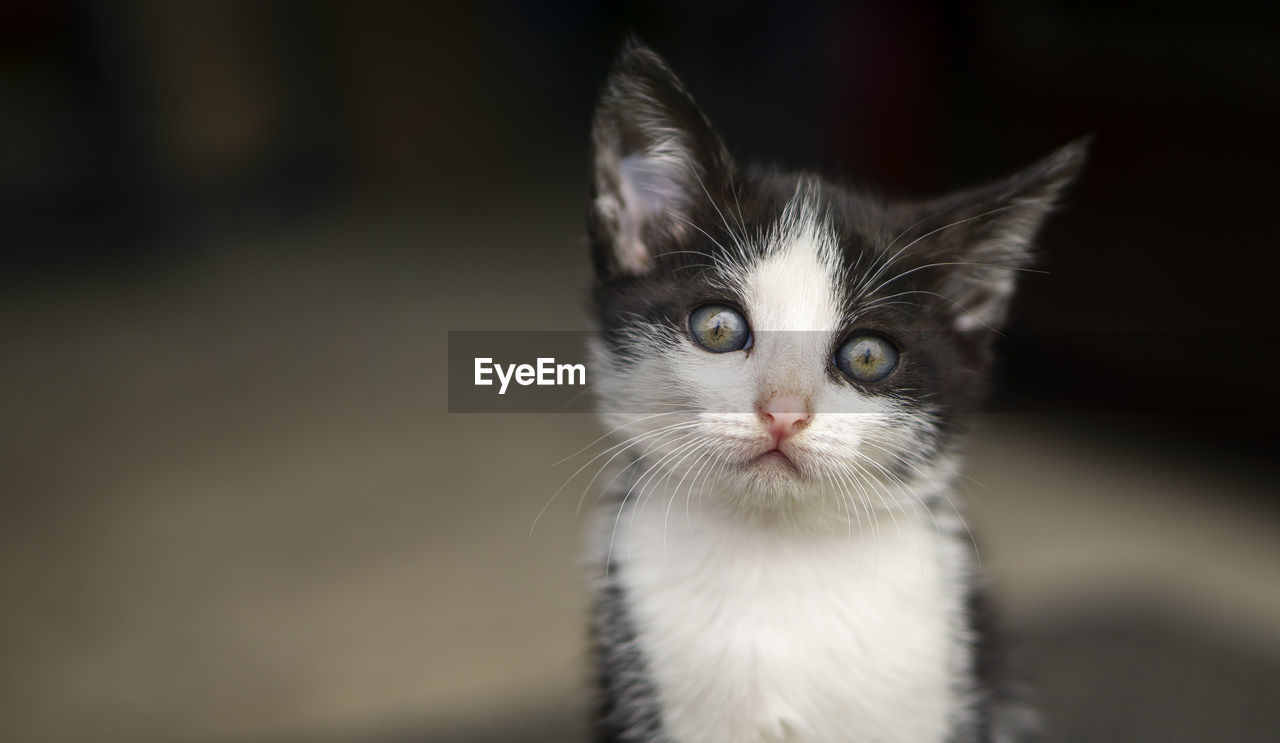 Close-up portrait of a cat