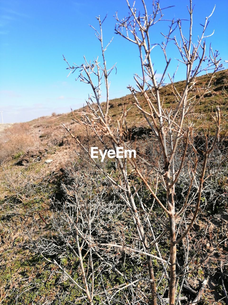 DRY PLANTS ON LAND AGAINST SKY