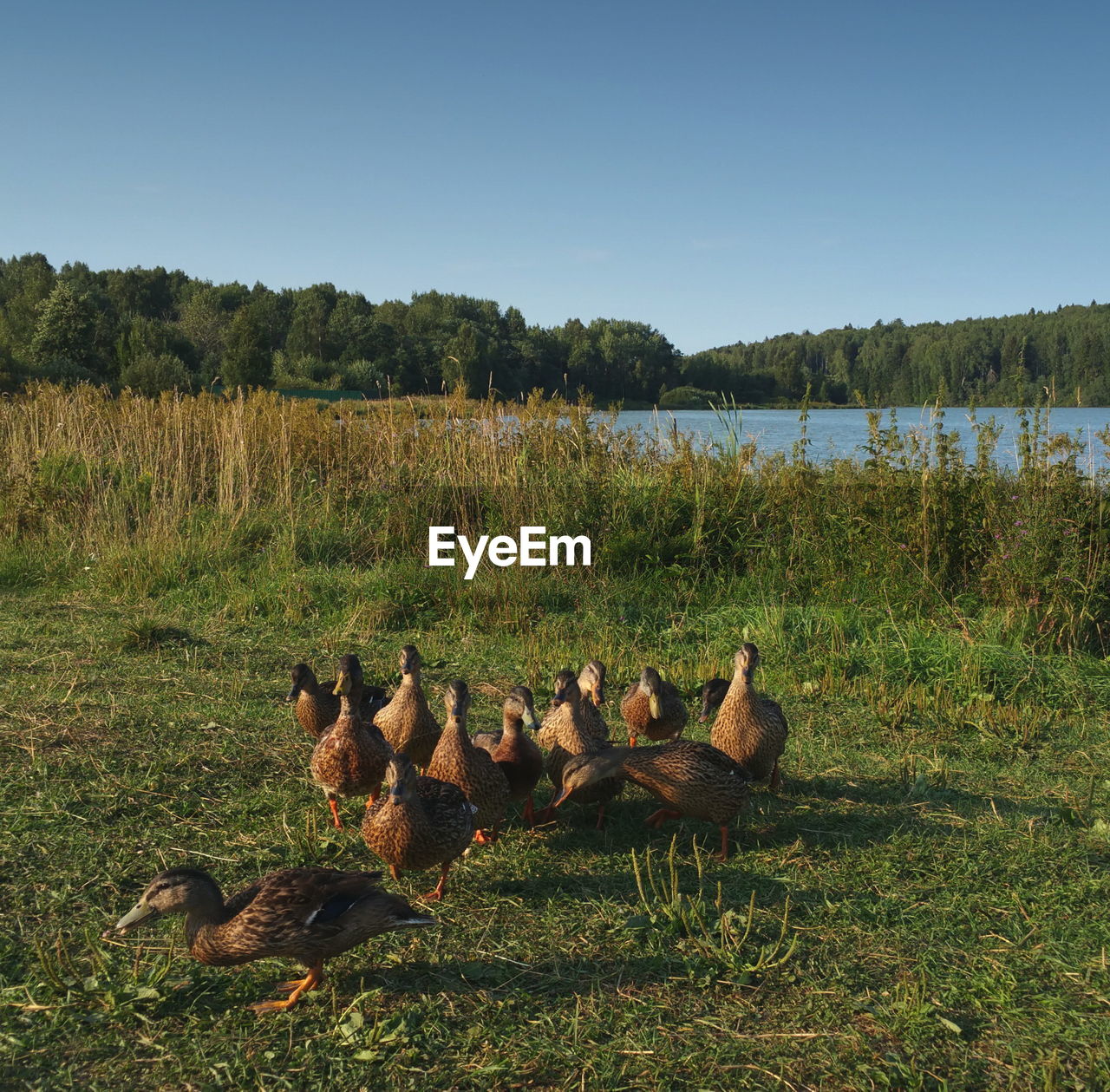 Flock of ducks on field by lake against clear sky