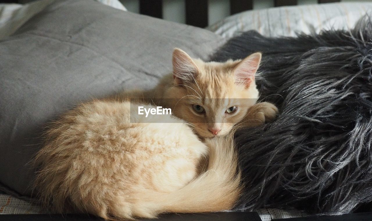 PORTRAIT OF A CAT RESTING ON SOFA AT HOME