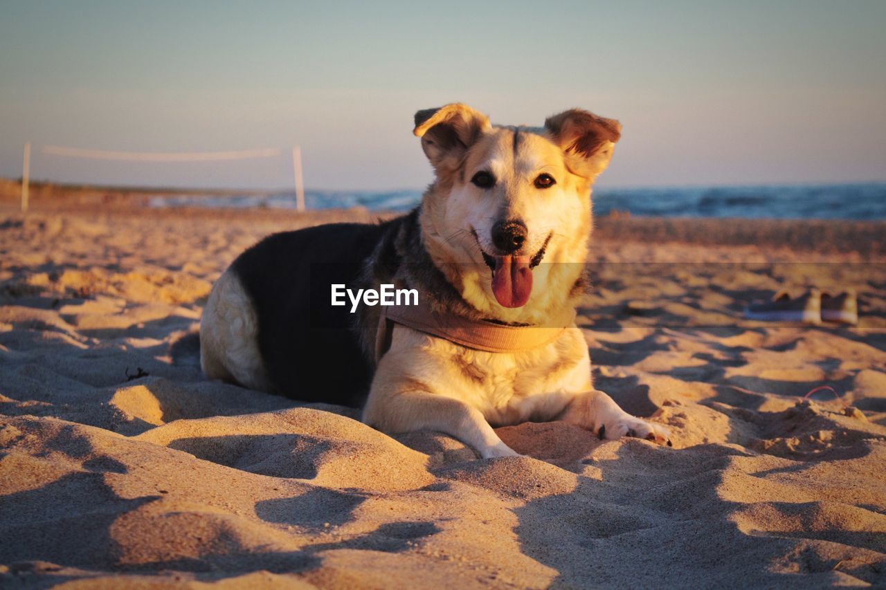 Portrait of dog relaxing at beach against sky