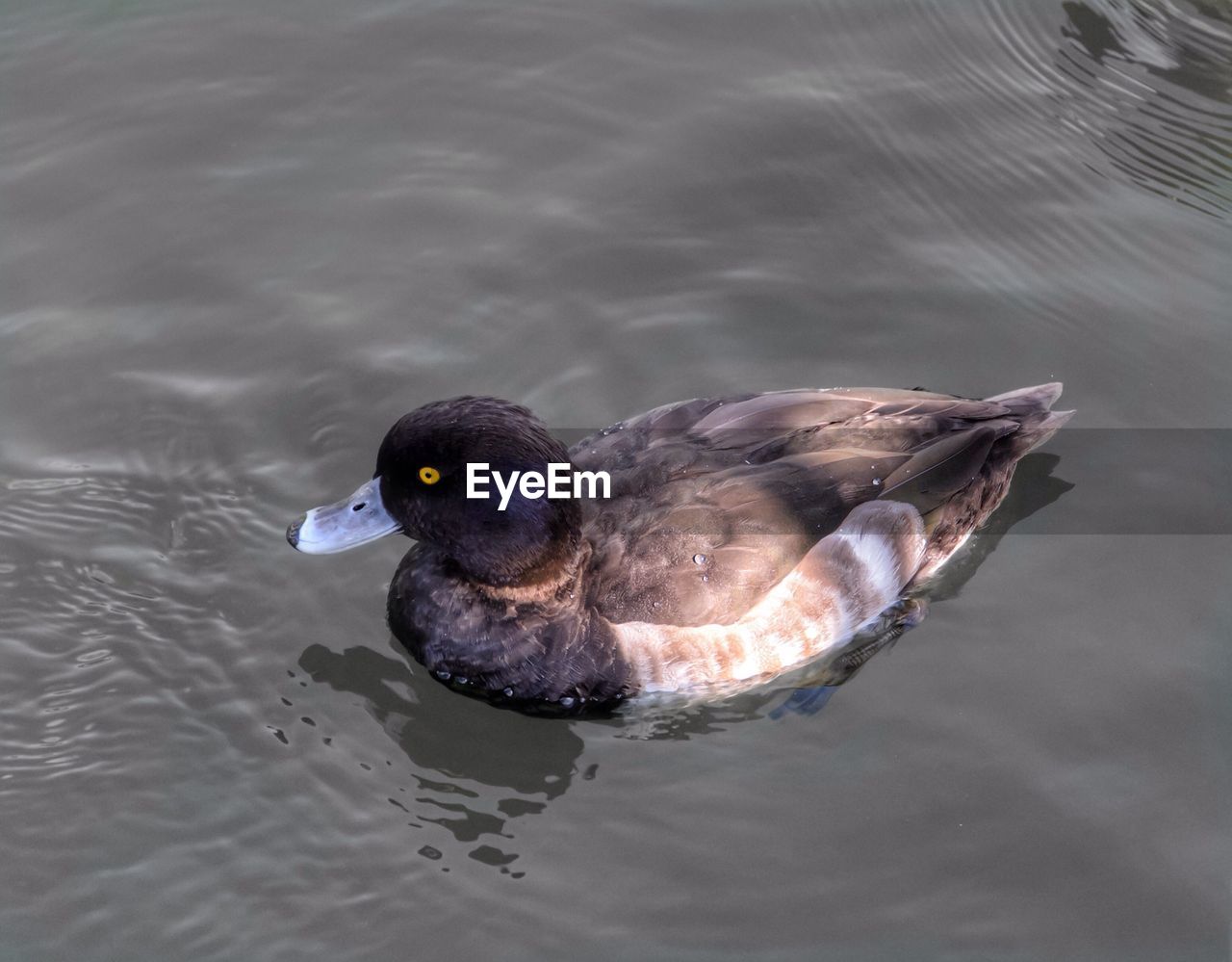 CLOSE-UP OF DUCK SWIMMING IN LAKE