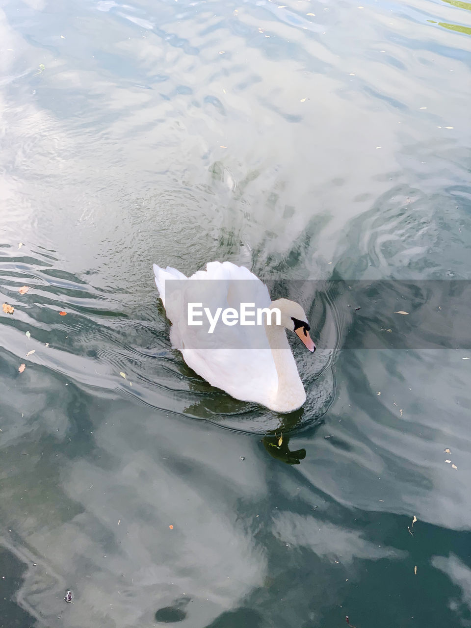 HIGH ANGLE VIEW OF SWANS SWIMMING ON LAKE