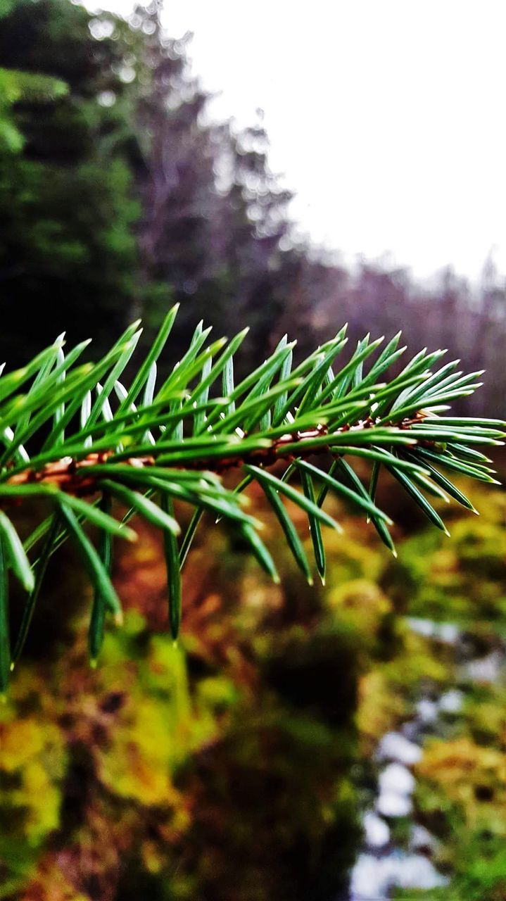 CLOSE-UP OF WET PINE TREE DURING RAIN