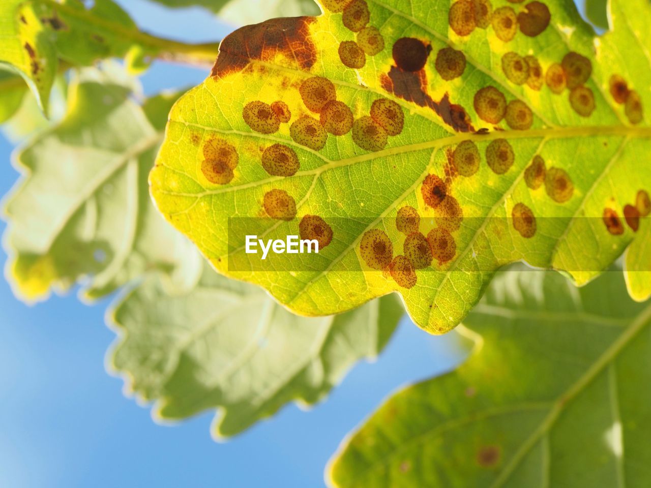 Close-up of yellow leaves on plant