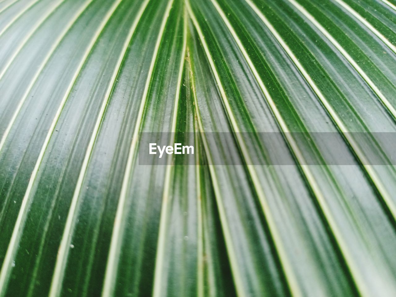 CLOSE-UP OF PALM LEAF