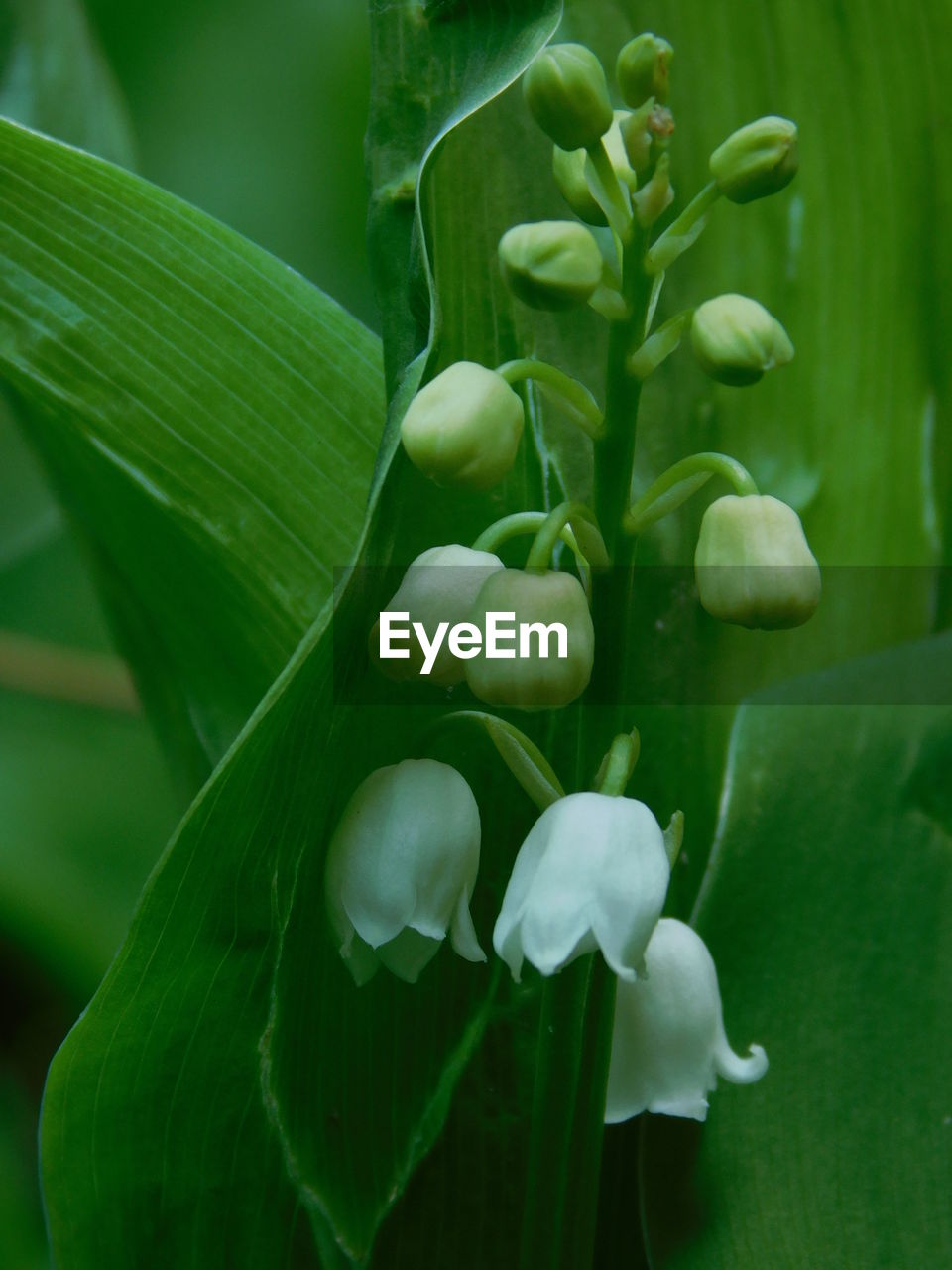 Close-up of green flowering plant