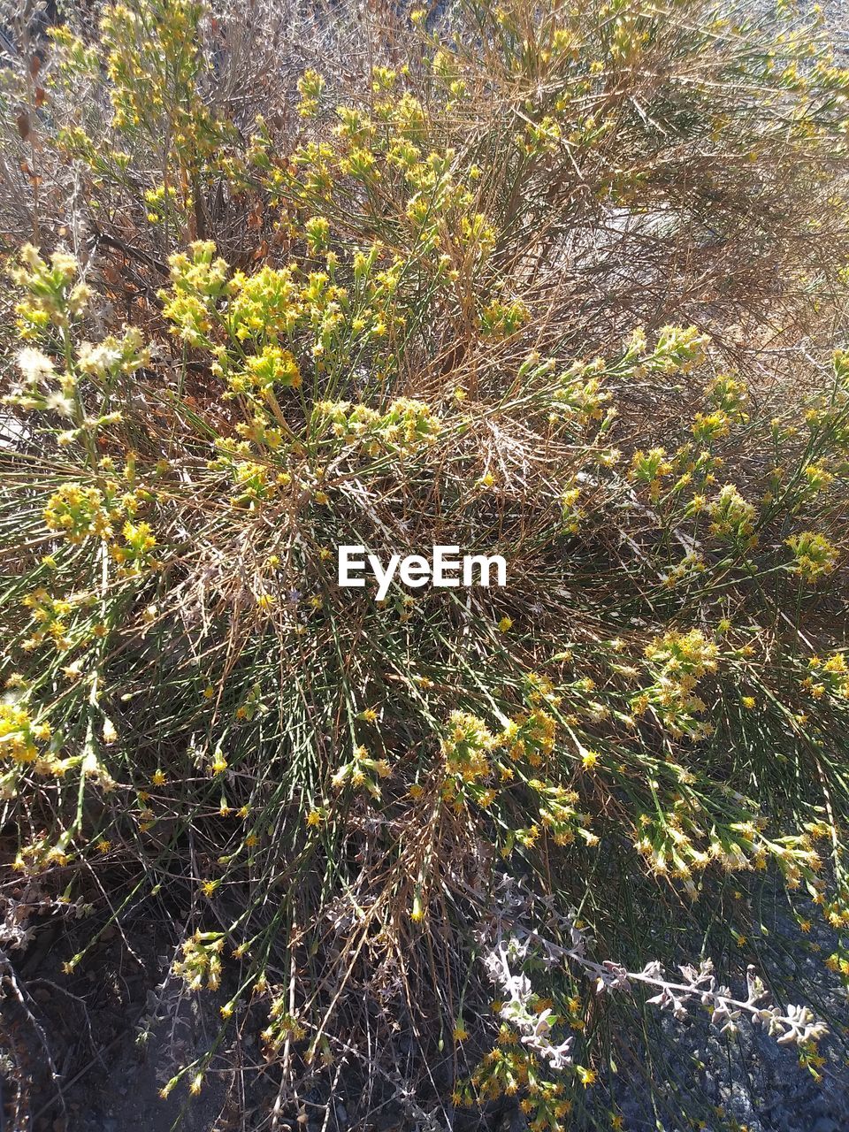 HIGH ANGLE VIEW OF FLOWERING PLANTS ON LAND