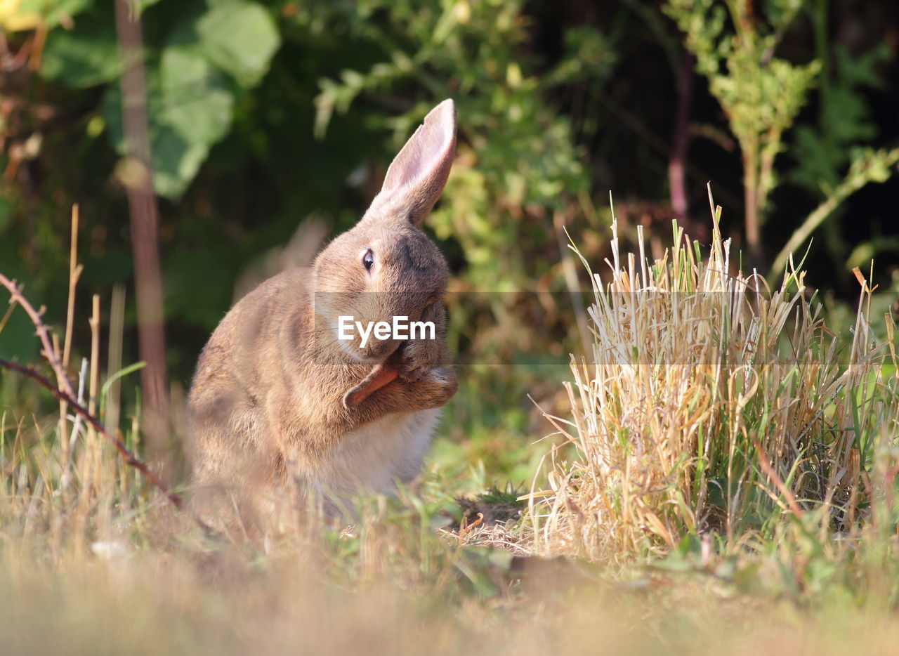 Rabbit in a field