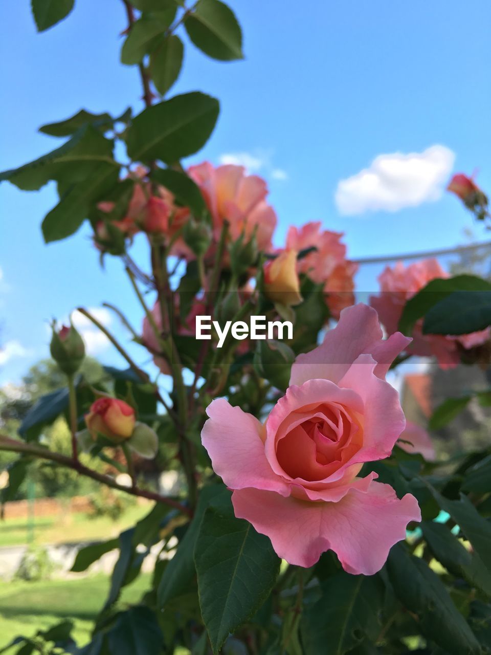 LOW ANGLE VIEW OF PINK FLOWERS AGAINST SKY