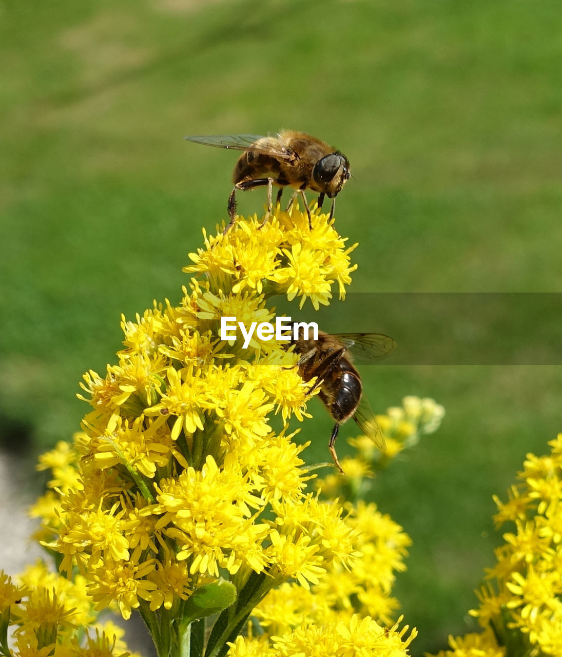 Close-up of bees on yellow flower