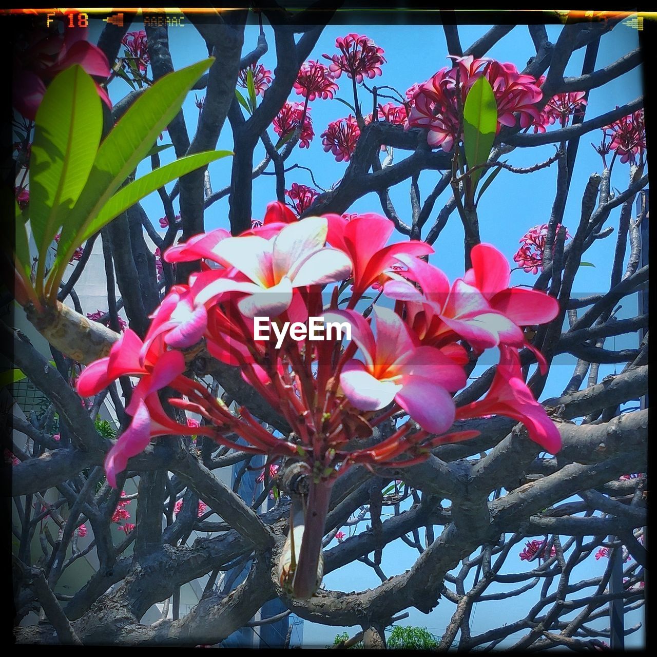 CLOSE-UP OF FRESH RED FLOWERS BLOOMING ON TREE