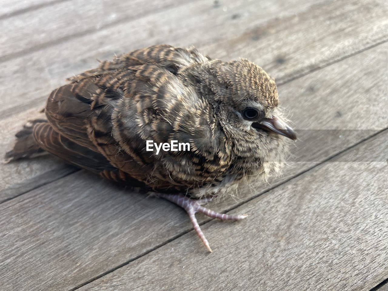 CLOSE-UP OF A BIRD PERCHING ON WOOD