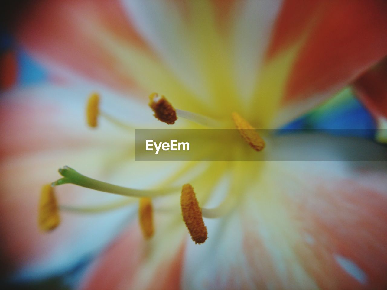 Extreme close-up of orange flower blooming outdoors