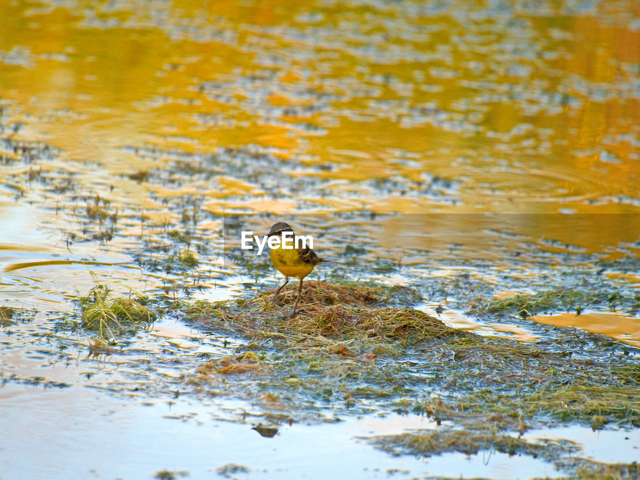 CLOSE-UP OF YELLOW DUCK IN WATER