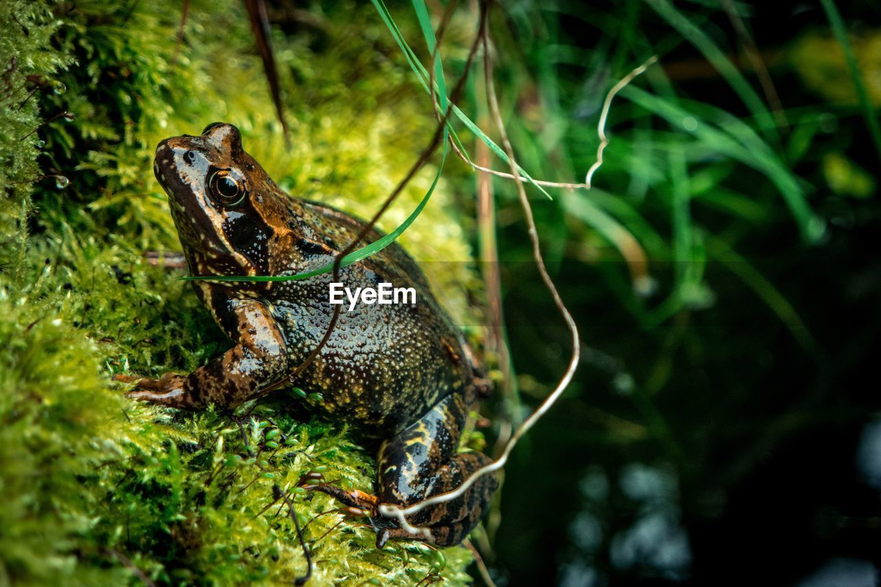 High angle view of frog relaxing on rock