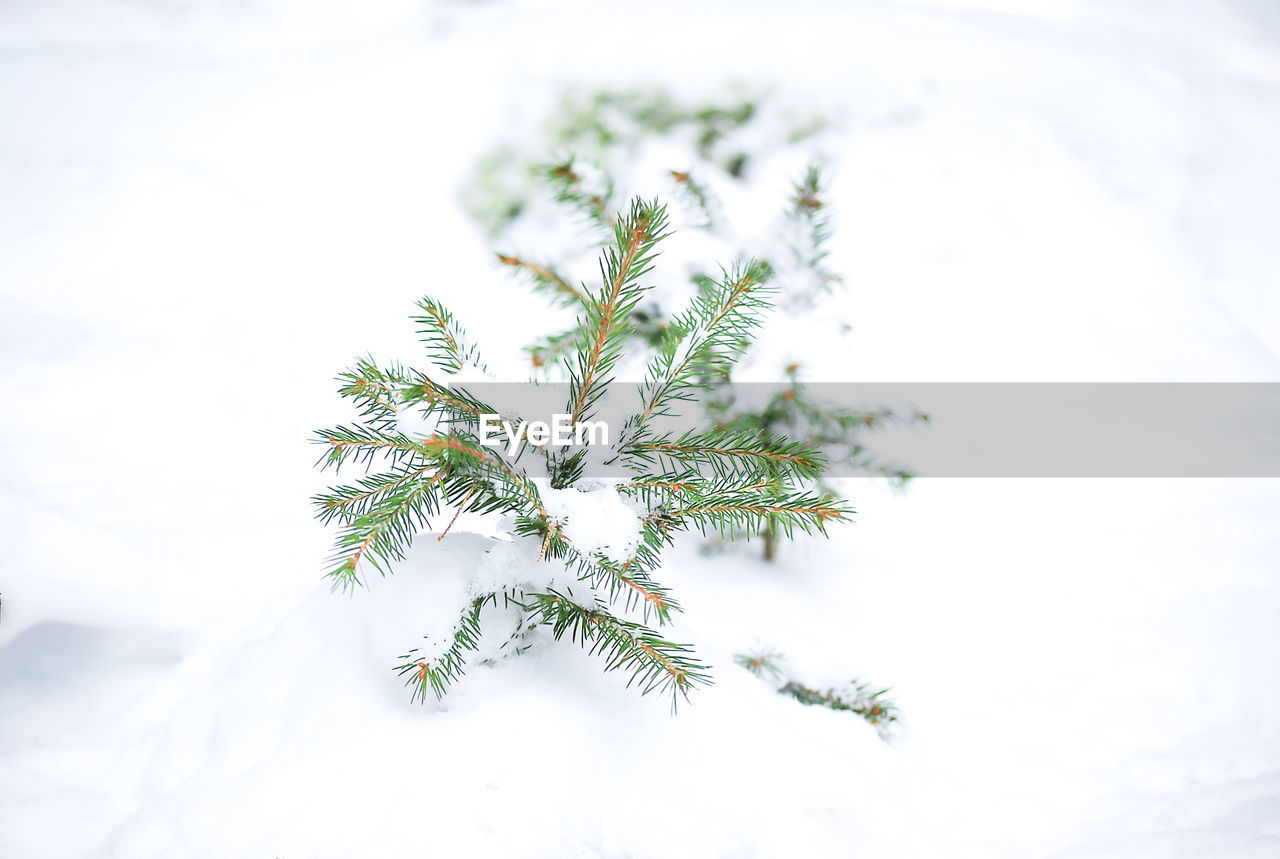 CLOSE-UP OF PLANT AGAINST SNOW COVERED TREE