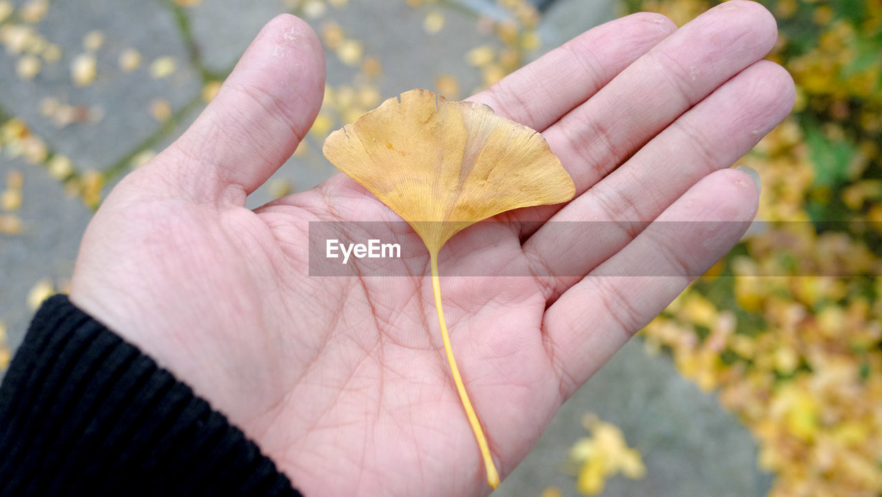 CLOSE-UP OF HAND HOLDING AUTUMN LEAVES