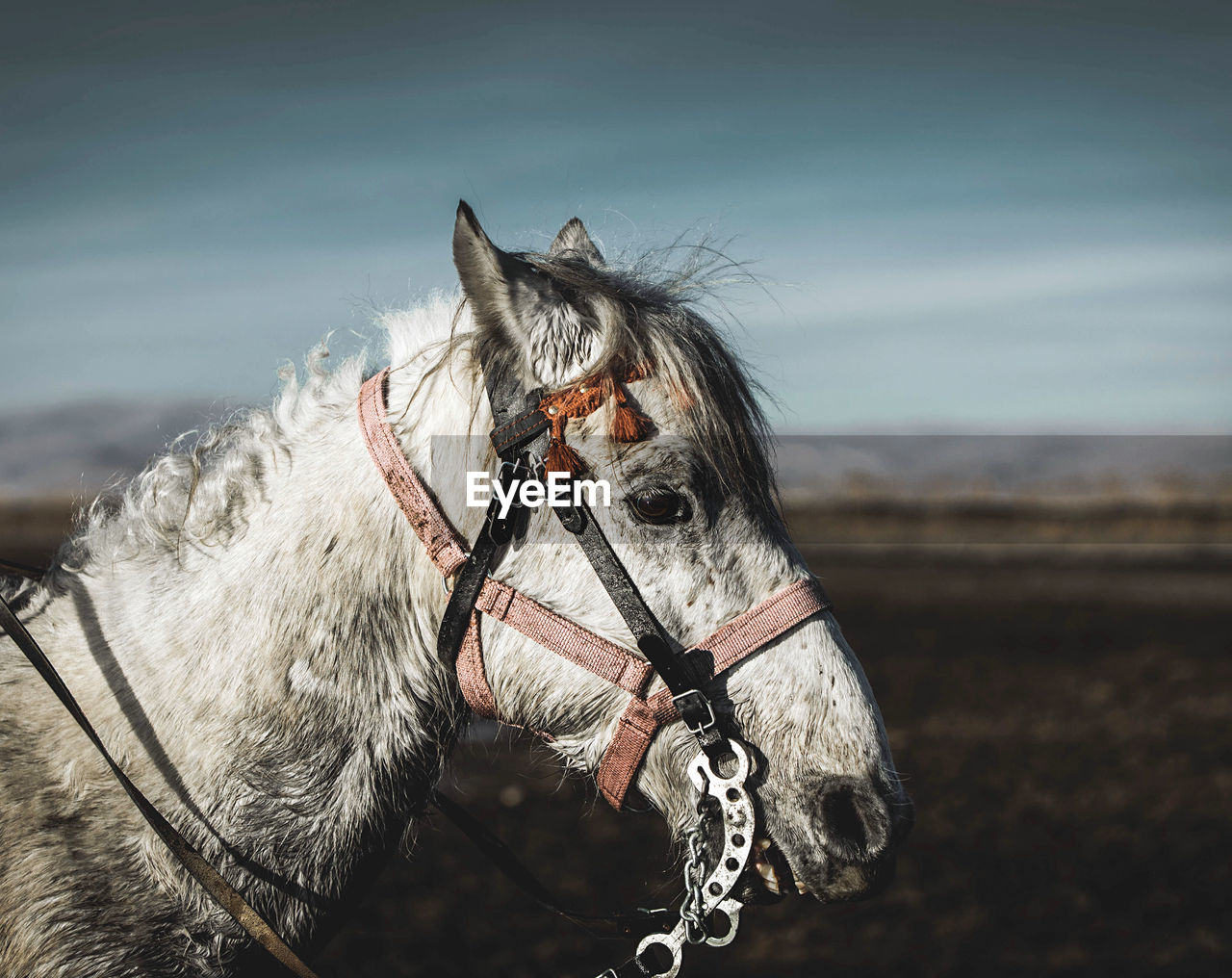 Close-up of horse standing outdoors