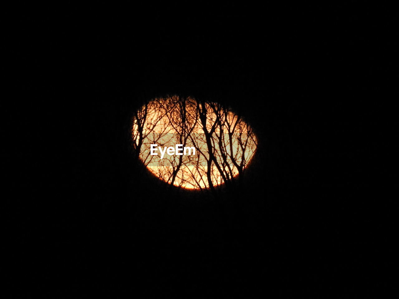 LOW ANGLE VIEW OF BARE TREES AGAINST CLEAR SKY