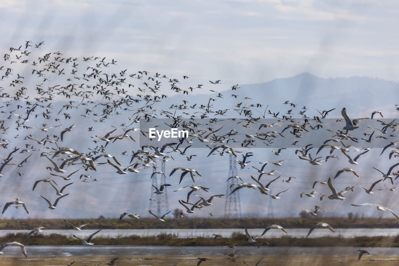 Flock of birds flying in the sky