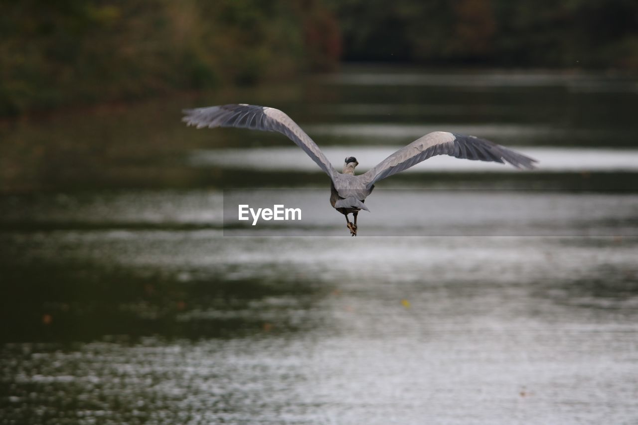 Rear view of bird flying over lake