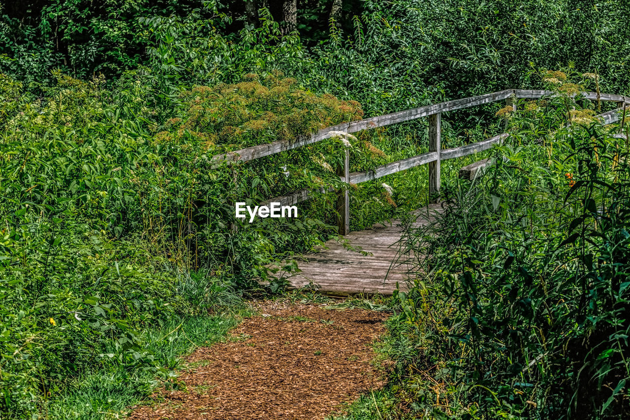 VIEW OF TREES IN FOREST